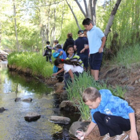 releasing trout